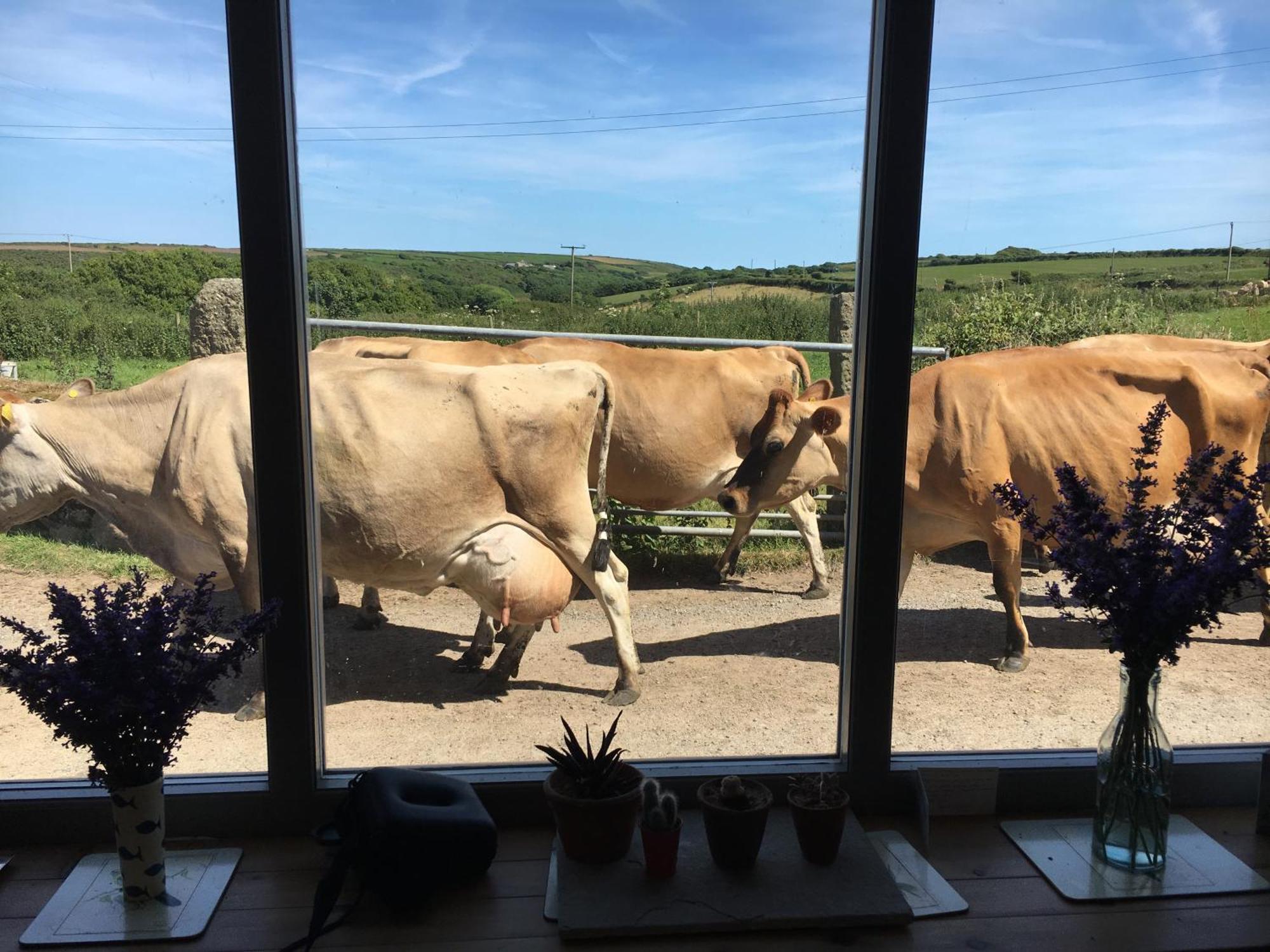 Ferienwohnung Trengothal Barn Porthcurno Exterior foto